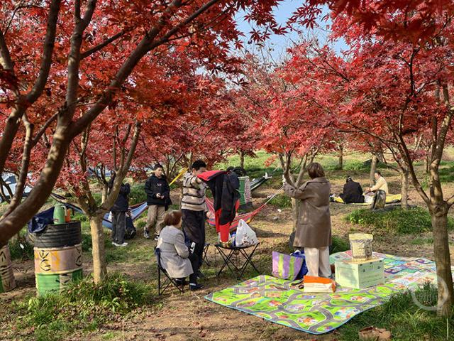 冬日“枫”景线 帐篷下邂逅慢时光