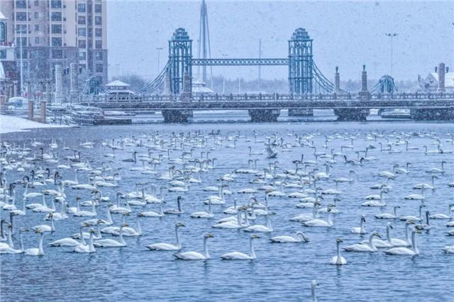 落雪的那香海，是冬日路过人间的情书