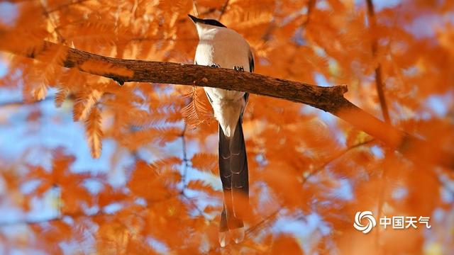 北京奥森公园：初冬喜鹊戏红杉