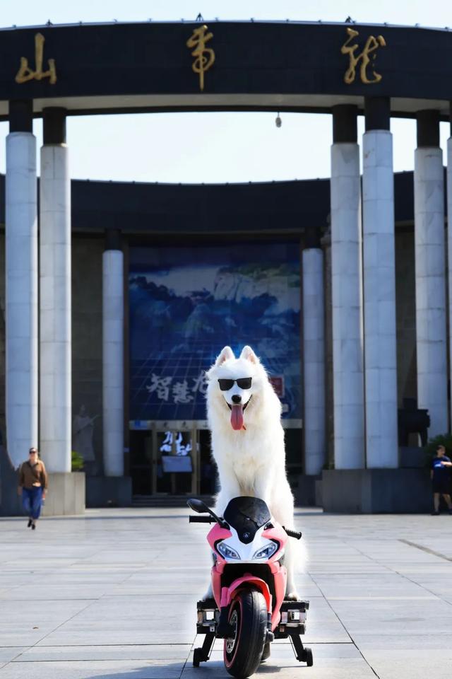 滑板耶耶帅气出街，打卡道家仙山！龙虎山宠物友好景区实锤了，快带上毛孩子来畅玩仙境福地！