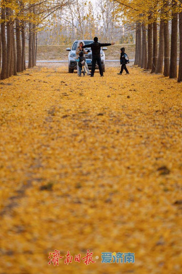 济南黄河南岸初冬：生态韵致绵长，冬景诗意斐然