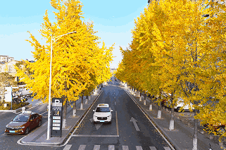 金灿灿！宜都限定美景上线！