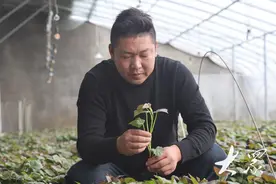 从驾驶座到地瓜田，山区青年带领12个村的农民种地瓜图片