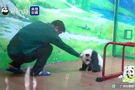 熊猫幼崽驯服四肢实录 看“妹猪”jio滑现场图片