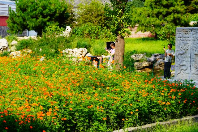 北海公园万佛楼景区硫化菊花海进入最佳观赏期