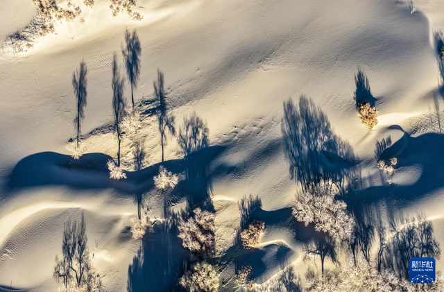 美丽中国丨额济纳：晚秋胡杨美