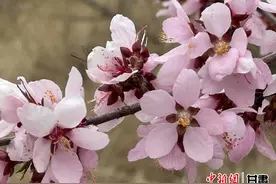 甘肃榆中：春到车道岭图片