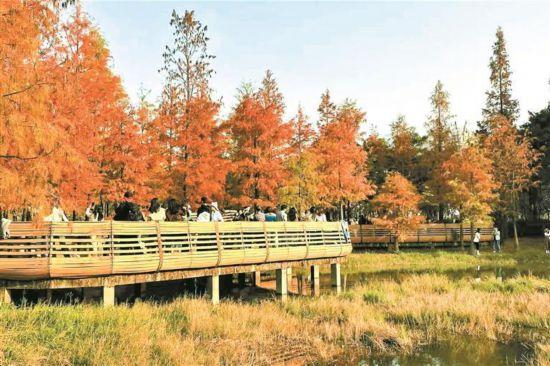 深圳的冬日浪漫：赏花观景不重样