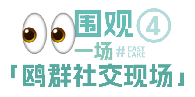 来东湖追鸥，这份私藏待办清单，请收好！