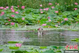 “京津冀最美湿地”衡水湖：40余种夏候鸟繁育上万只后代图片