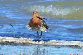 嬉戏觅食 黑尾塍鹬现身内蒙古西拉木伦河畔图片