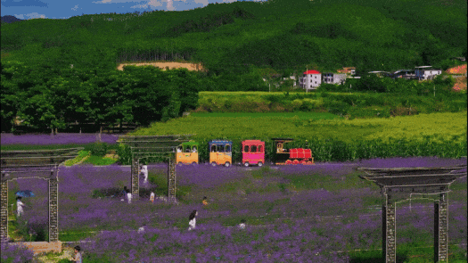 漳州也有“普罗旺斯”花海了！