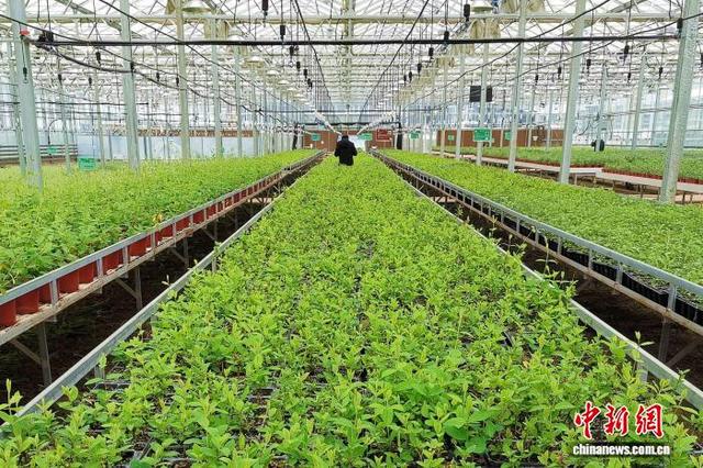 宁夏隆德：六盘山下千年古县变身“康养桃源”