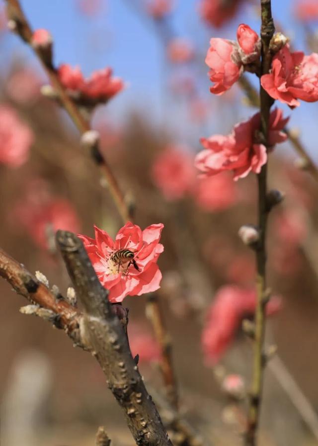 腊八至，春已近！七星岩这片桃红樱粉，是春天递来的浪漫预告~