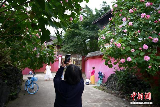 四川成都：芙蓉花扮靓红墙黛瓦 市民打卡古风古韵景观