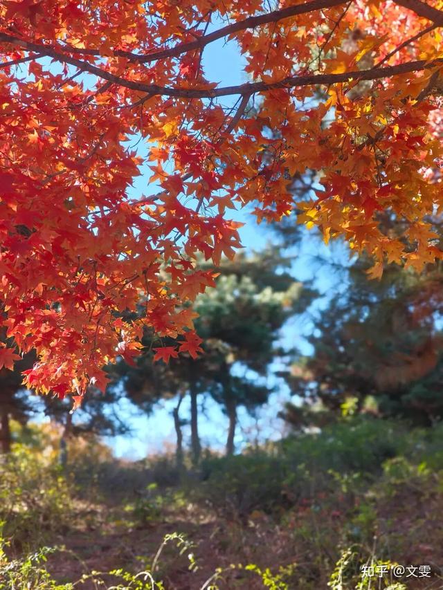 如何描述“北京的秋”？这是一期有温度的推送……