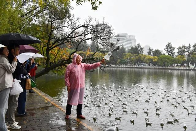 首批红嘴鸥抵达翠湖公园，游客雨中观鸥兴致不减