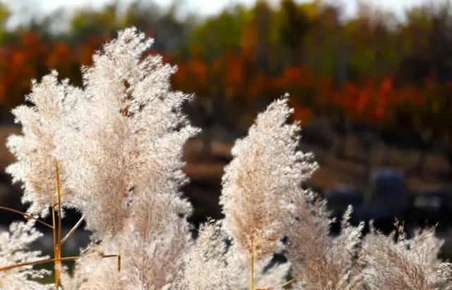 惊艳！身边的北京秋景“天花板”来了！