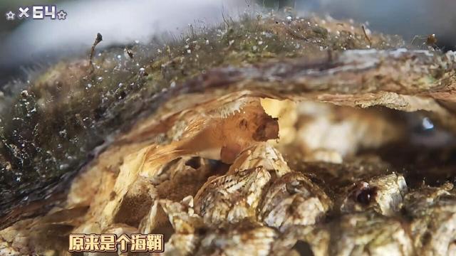 现在流行去盒马鲜生赶海？