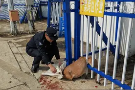 尴尬了！一只“傻狍子”卡在栅栏里了……图片