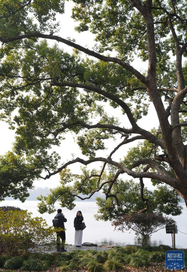 在杭州，路过“树”的浪漫