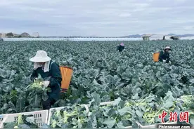 “中国西兰花之乡”迎来采收旺季图片