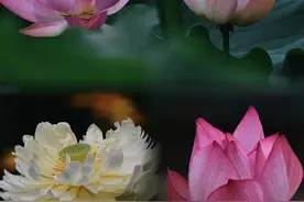 赏花区域扩大~共青森林公园荷花进入最佳观赏期图片