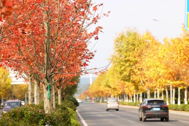 这含“金”量，不摆啦！贵阳的秋天，谁懂？