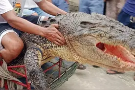 3.94米“食人鳄”拖人下水，46岁印尼妇女遭遇“死亡翻滚”不幸遇难图片