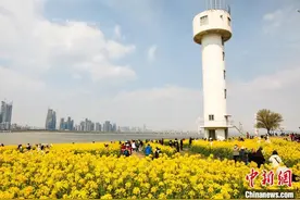 湖北武汉：春和景明 油菜花开醉游人图片