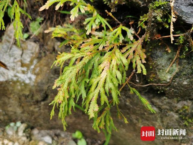 还魂草“复活”、崖柏成林、阳鱼穿溪！巴山大峡谷藏了多少宝藏？ | 创5A·巴山大峡谷更好玩