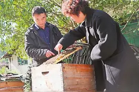 追寻花海的牧蜂人图片