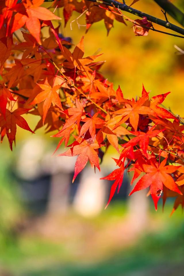 美“枫”了！九峰村迎来颜值巅峰！