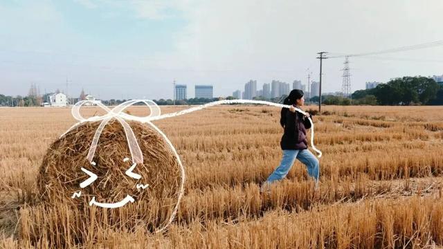 现代农业与田园风光交织，金山推出周末休闲新路线