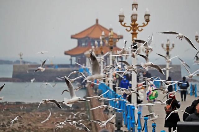 这10条冬游青岛线路，藏着N种浪漫！