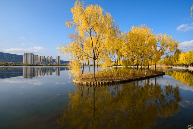 定西湖・初冬：柳黄映水 候鸟翩跹