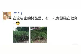 重口味！上海男子为吃野味，猎捕三十多只黄鼠狼！网友：“大仙”也敢动？图片