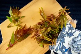 药食同源话香椿图片