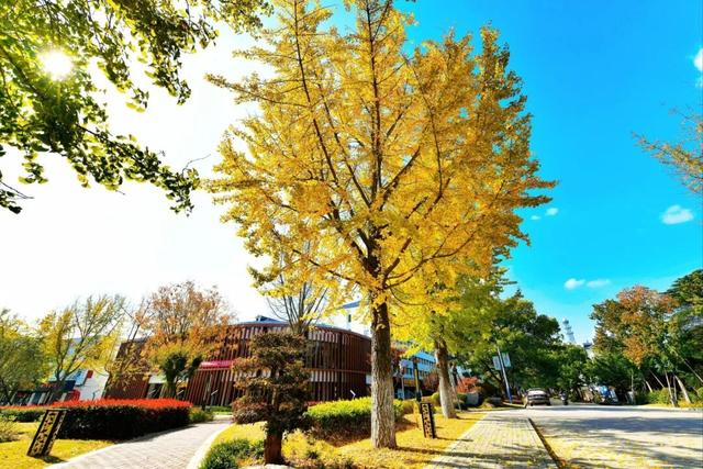 来崇明新海镇，邂逅鎏金般的美好