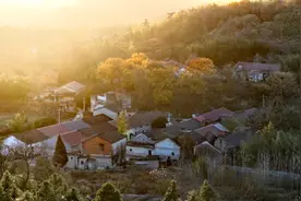 大悟：晚照秋林，叶声绘就烟火卷图片