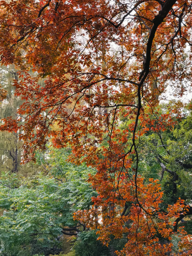 红叶似火、桂花飘香、5000余盆菊花美不胜收！免费打卡→