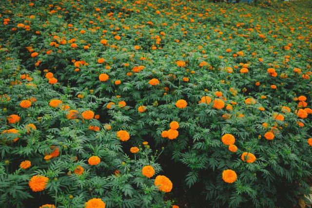 最佳赏花期至10月初 腾冲明光鸦乌山千亩花海等你来