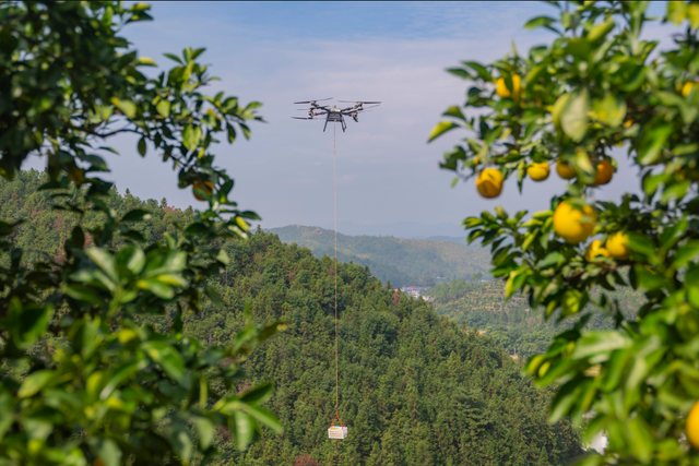 这个周末，来赣州摘脐橙！