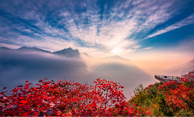 2025重庆红叶彩叶最佳观赏期预报出炉，快去打卡！