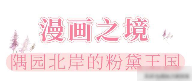 【乐游烟台】美到犯规！直击烟台各地粉黛花海实况