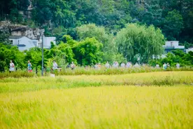 2024“习酒杯”贵州省首届老年人体育节“老将出马”万峰林半程马拉松下周开跑图片