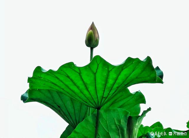 四季湖荷花盛开，千姿百态醉游人