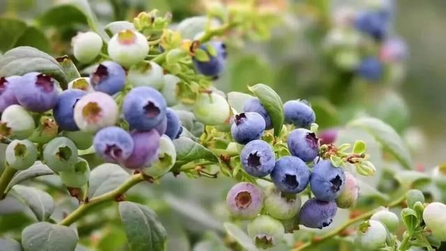 南宁就是冬日旅游天花板！摘果+跑马+演唱会+美景打卡，带你玩转“水果自由”之旅