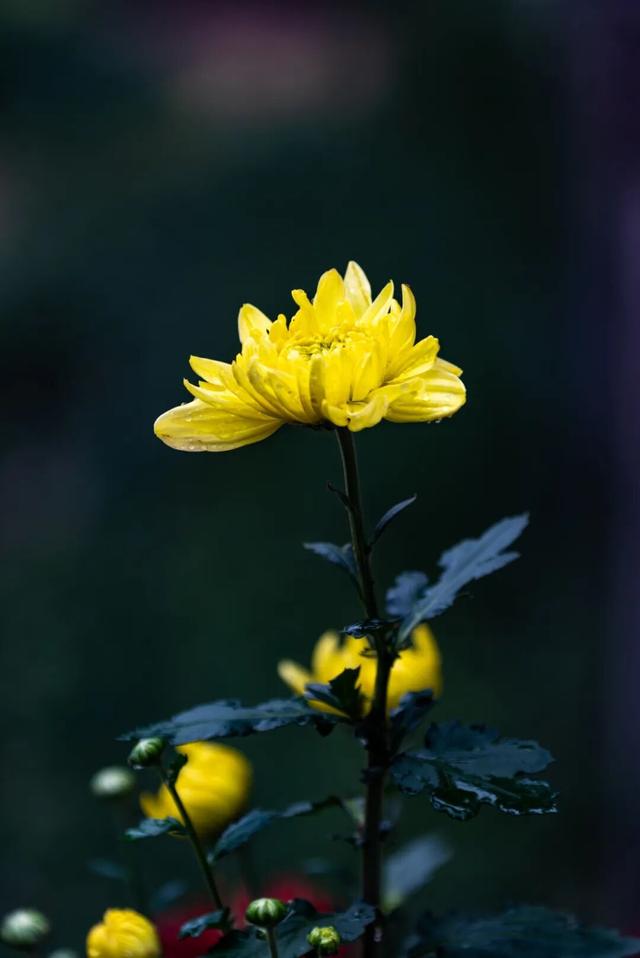 乐山这里的菊花即将迎来盛花期，足足有50多种，约吗？