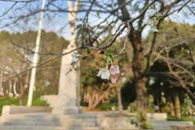 武汉大学的樱花怎么又开了？专家回应图片